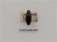 藏品(菲律賓產昆蟲)的圖片